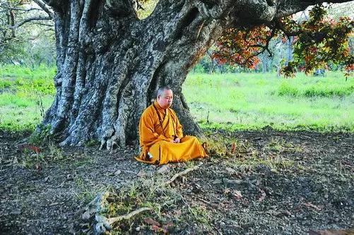 菩提种子是什么颜色_菩提种子是什么意思_真正的菩提子是哪种